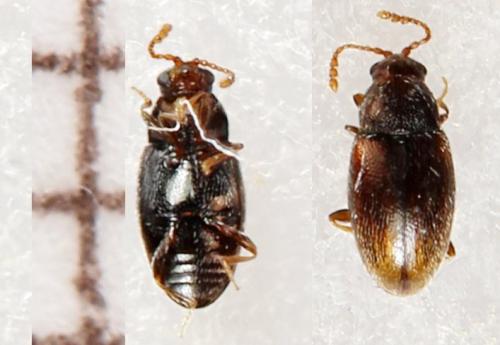 Atomaria sp.
